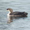 Pacific Loon (winter)