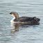 Pacific Loon (winter)