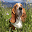 Basset Hounds Wallpapers Download on Windows