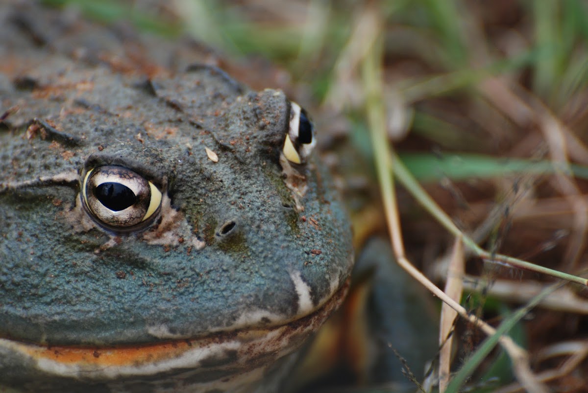 African Bullfrog Project Noah
