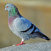 Feral pigeon (rock pigeon)