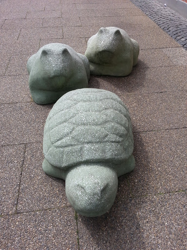 Turtle and Toads