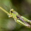 Grasshopper nymph