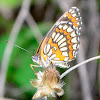 Theona Checkerspot