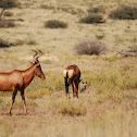Bat-eared Fox and Red Hartebeest