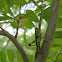 Spotted birdwing grasshopper