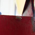 Zebra Jumping Spider