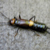 Earwig insect