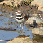 Killdeer