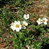 Narcissus-flowered Anemone
