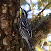 Black and White Warbler