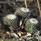 Mammilllaria cactus