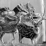 Monochrome Stag and Hind by Tamsin Carlisle -  
