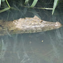 Common or Spectacled Caiman