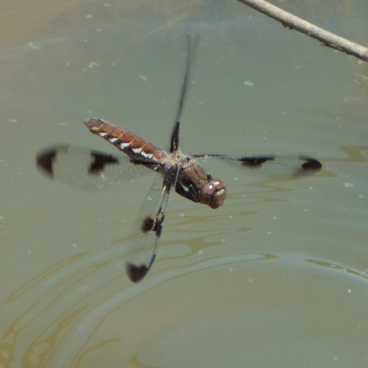 Common Whitetail dragonfly (female, oviposition, in flight)