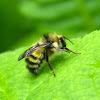 Male bumblebee