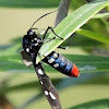 Polka-dot wasp moth