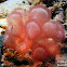 Burgundy Bubble Algae