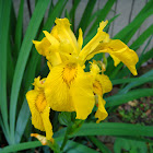 Yellow Wild Iris