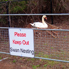 Mute Swan