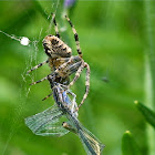 cross spider