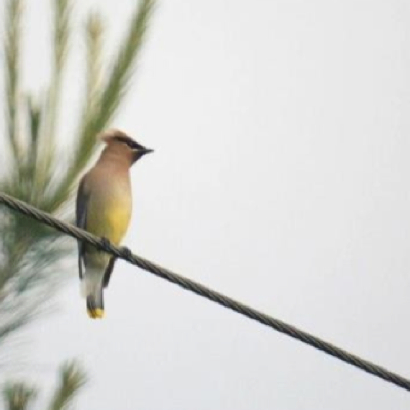 Cedar Waxwing