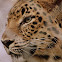 Amur Leopard