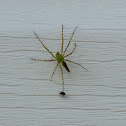 Green lynx spider