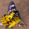 False Tiger Moth