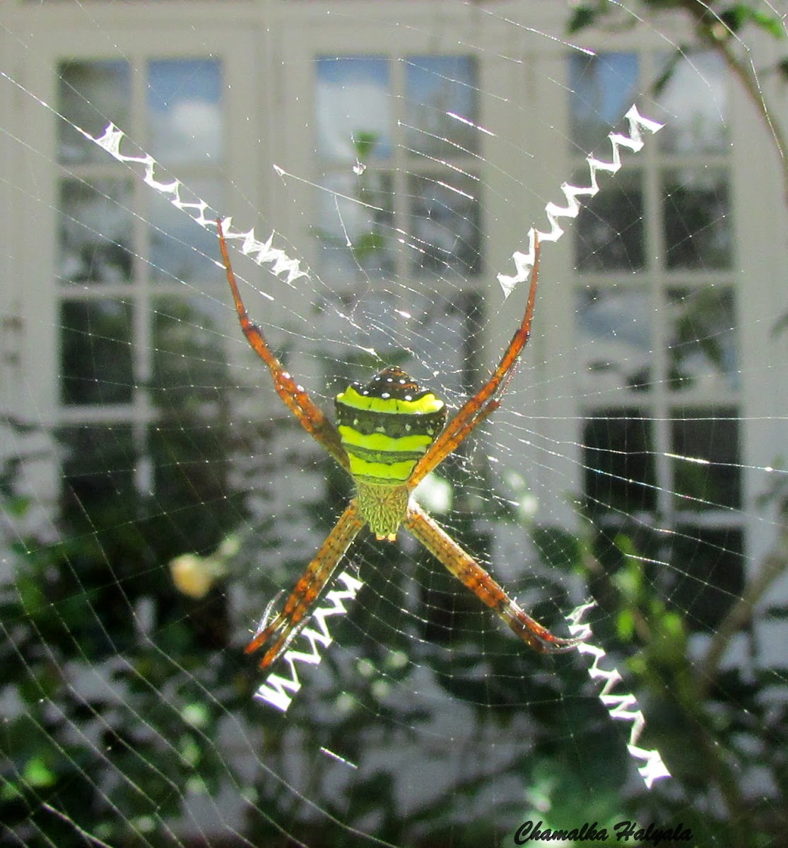 Signature Spider (Female)
