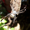 st Andrews cross spider