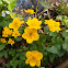 Kingcup, marsh marigold