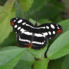 Banner Butterfly