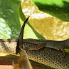 Greater Scaly Anole