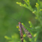 Panorpidae family