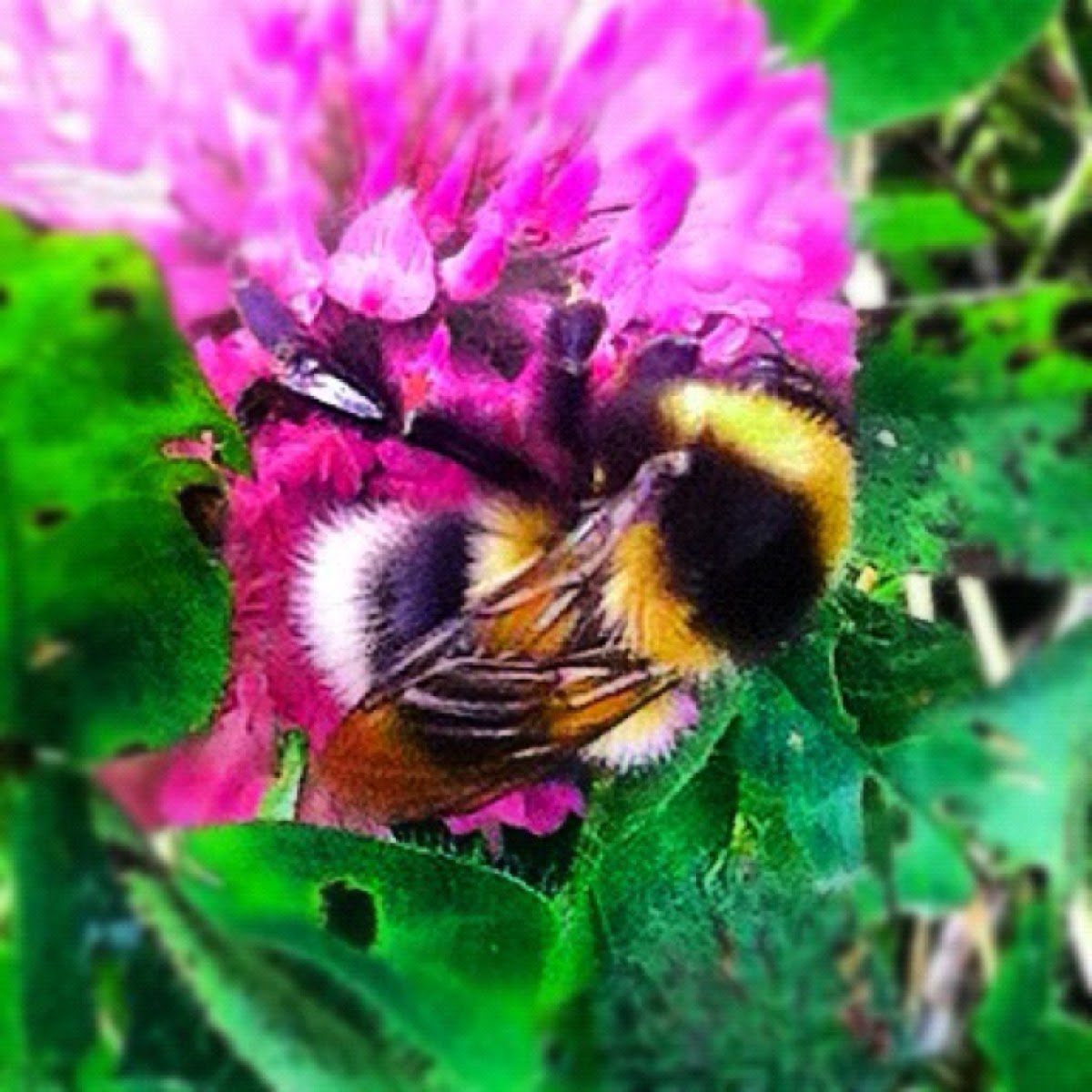 Spotting Project Noah