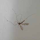 Crane fly