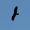 turkey vulture