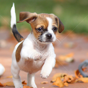 Izzy by Brian Robinson - Animals - Dogs Puppies