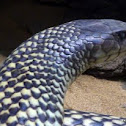 King Brown, Mulga snake or Pilbara cobra