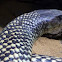 King Brown, Mulga snake or Pilbara cobra
