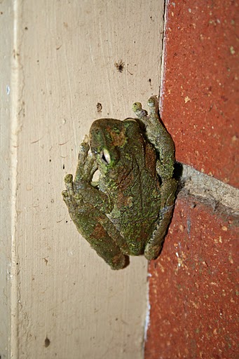 Gree-Eyed Tree Frog