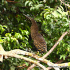White-crested Tiger Heron