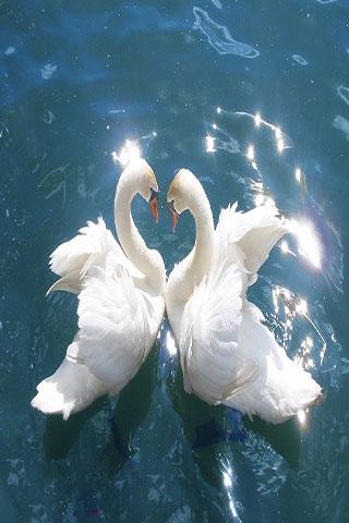 【免費娛樂App】swan Wallpapers HD-APP點子