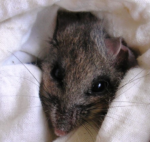 Ratón ciervo (deer mouse)