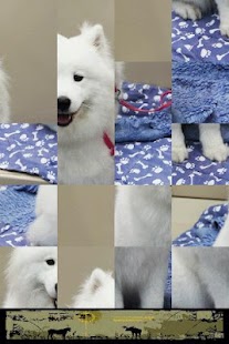 How to get Dog Puzzle: Samoyed patch 3.0.1.0 apk for pc
