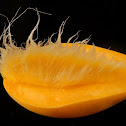 Maldivian Mango