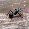 Flat Head Ant - Hormiga