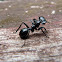 Flat Head Ant - Hormiga