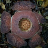 Rafflesia